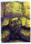 Tortoise - colored pencil and ink